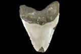 Large, Fossil Megalodon Tooth - North Carolina #108948-2